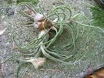 tillandsias,pruinosa